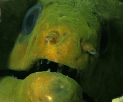 This was one of the largest green moray's I have seen. by David Heidemann 